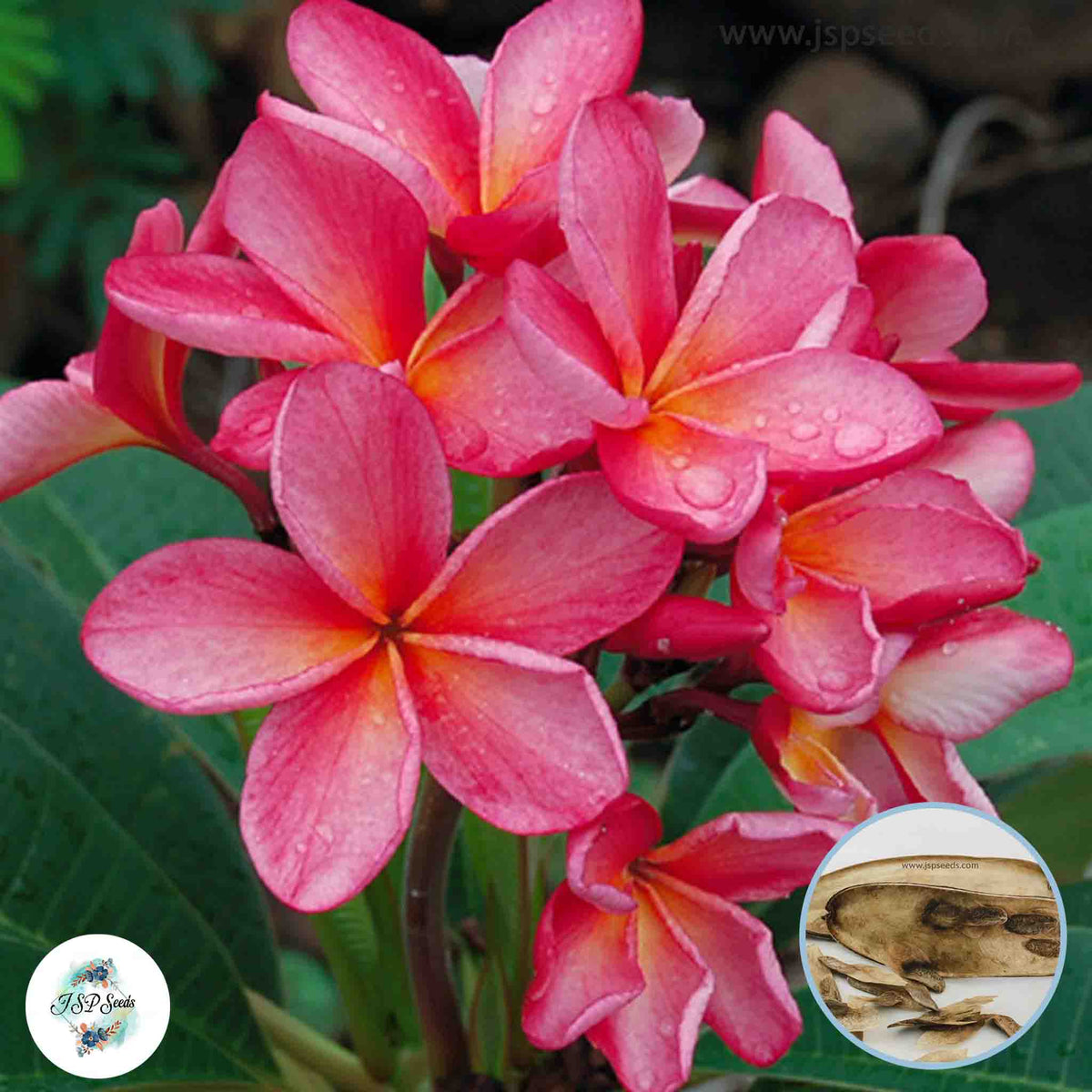 20 Thai P.67 Plumeria (Frangipani) Seeds Fresh Flower New Seeds