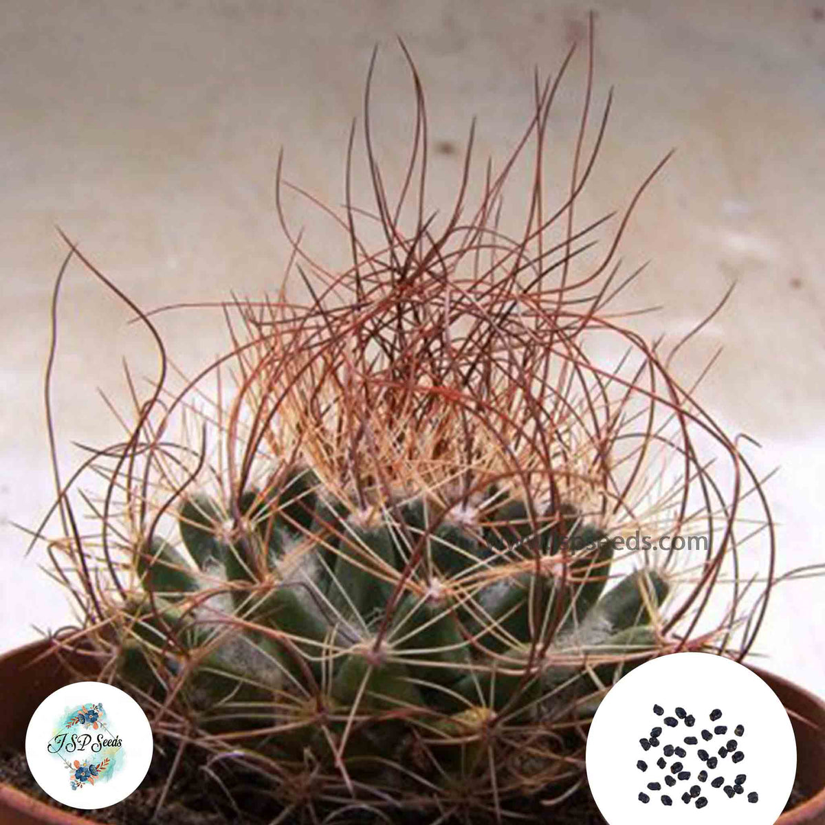 40 Seeds Mammillaria lewisiana Cactus Succulent seeds