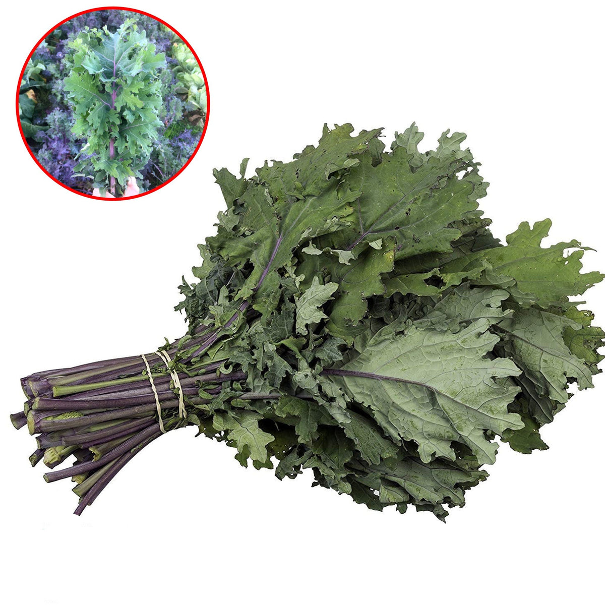 100 Red Ursa Kale Organic Heirloom Seeds (Vegetable) Non Gmo