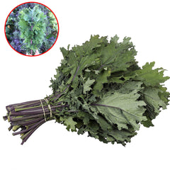 100 Red Ursa Kale Organic Heirloom Seeds (Vegetable) Non Gmo