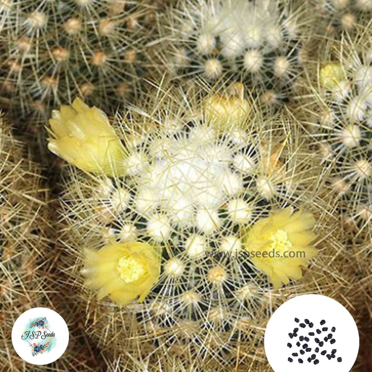 40 seeds Mammillaria mieheana  Cactus Succulent seeds