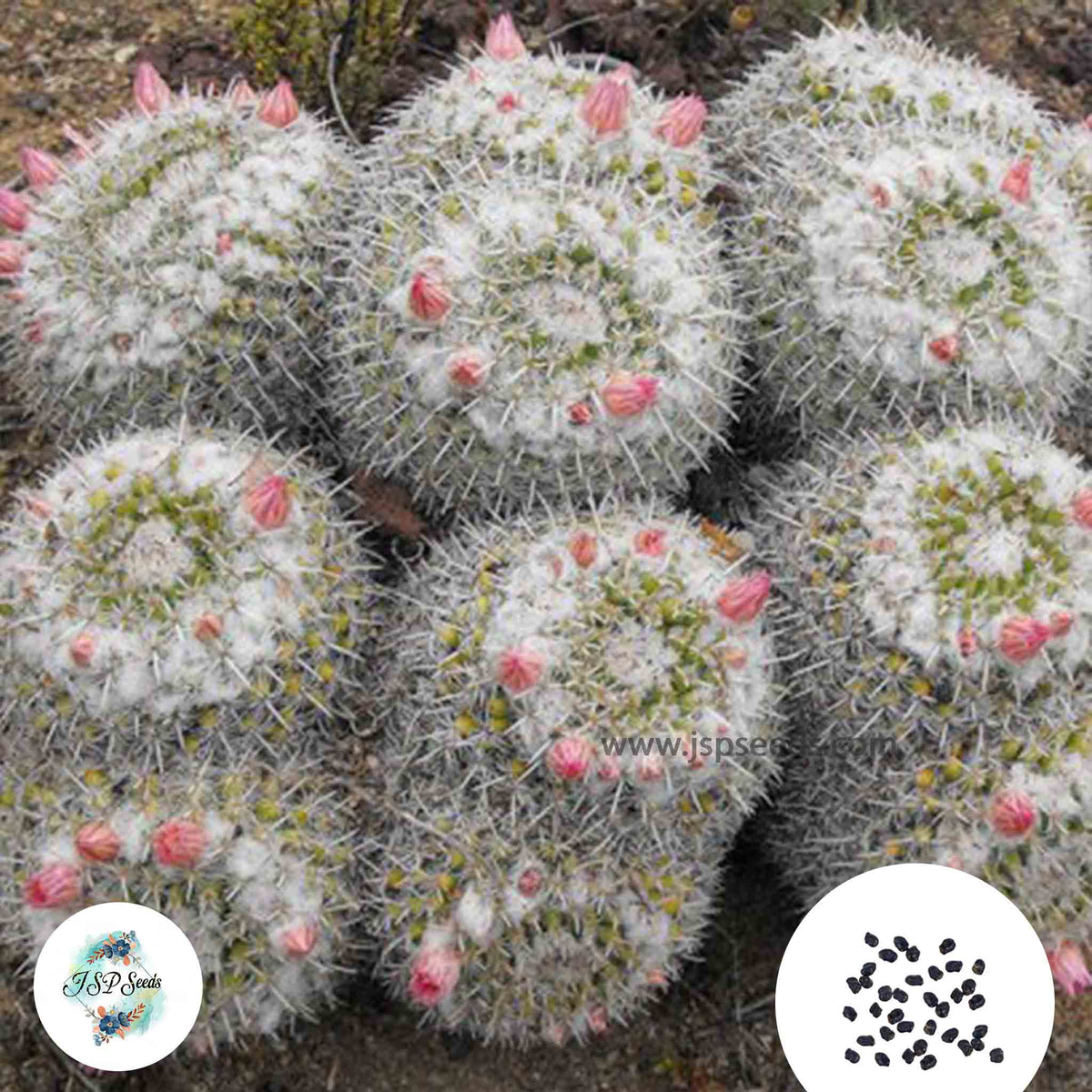 40 Seeds Mammillaria parkinsonii Cactus Succulent seeds