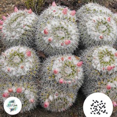 40 Seeds Mammillaria parkinsonii Cactus Succulent seeds