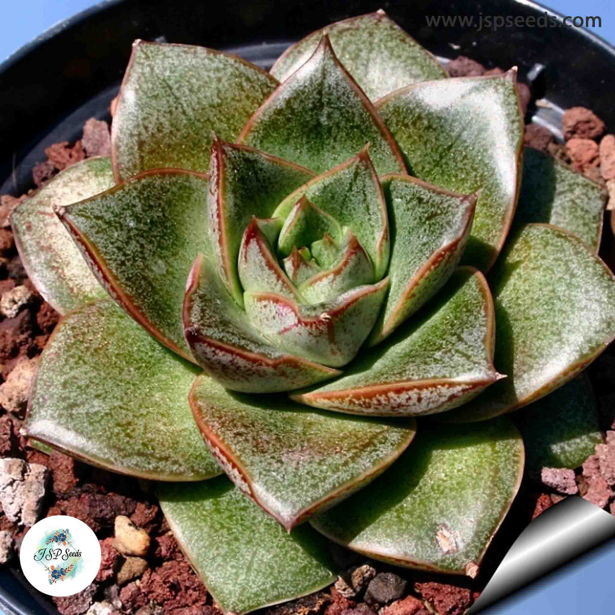 Echeveria purpusorum / 40 seeds