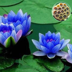 15 Thai Heirloom Lotus flower Bonsai Seeds Water Plants (Original Thai Seeds) 030