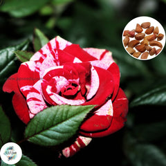 50 Heirloom Red Dragon Mini Miniature Rose Rosa bush Fragrant flower Bonsai Garden Seeds