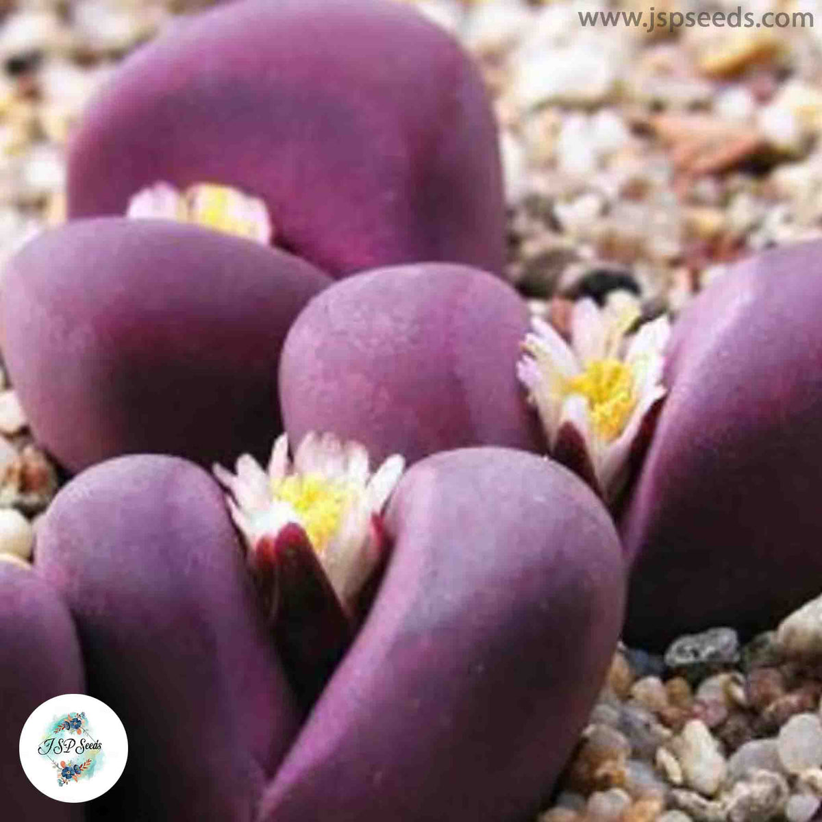 Lithops optica cv rubra [RARE] / 40 seeds