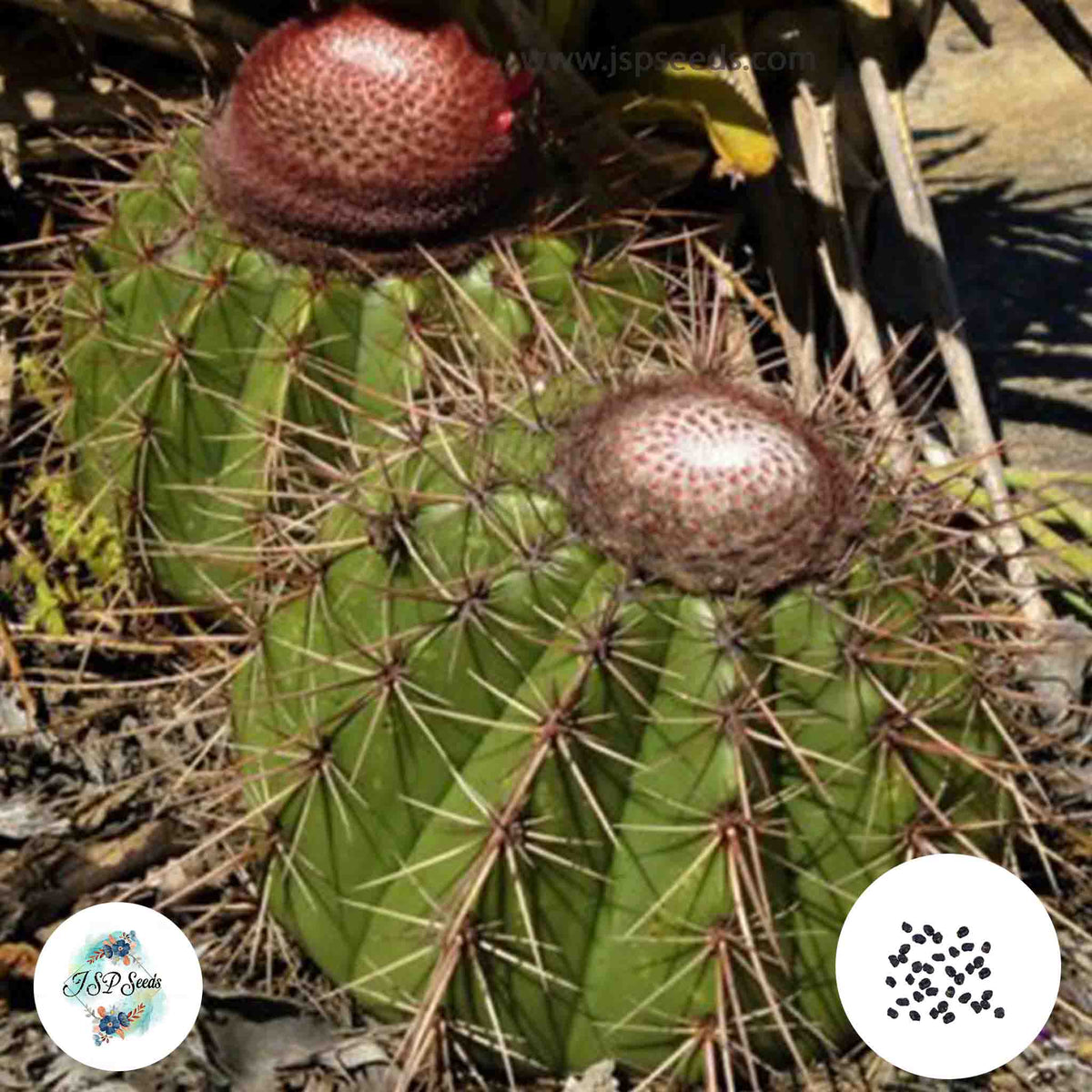 40 Seeds Melocactus ernestii Cactus Succulent seeds