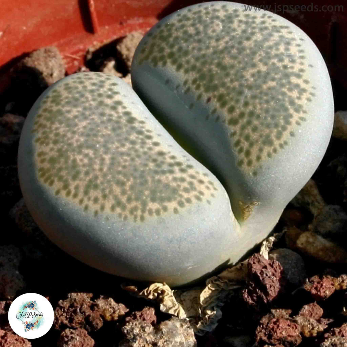 Lithops terricolor / Living stones / 40 seeds