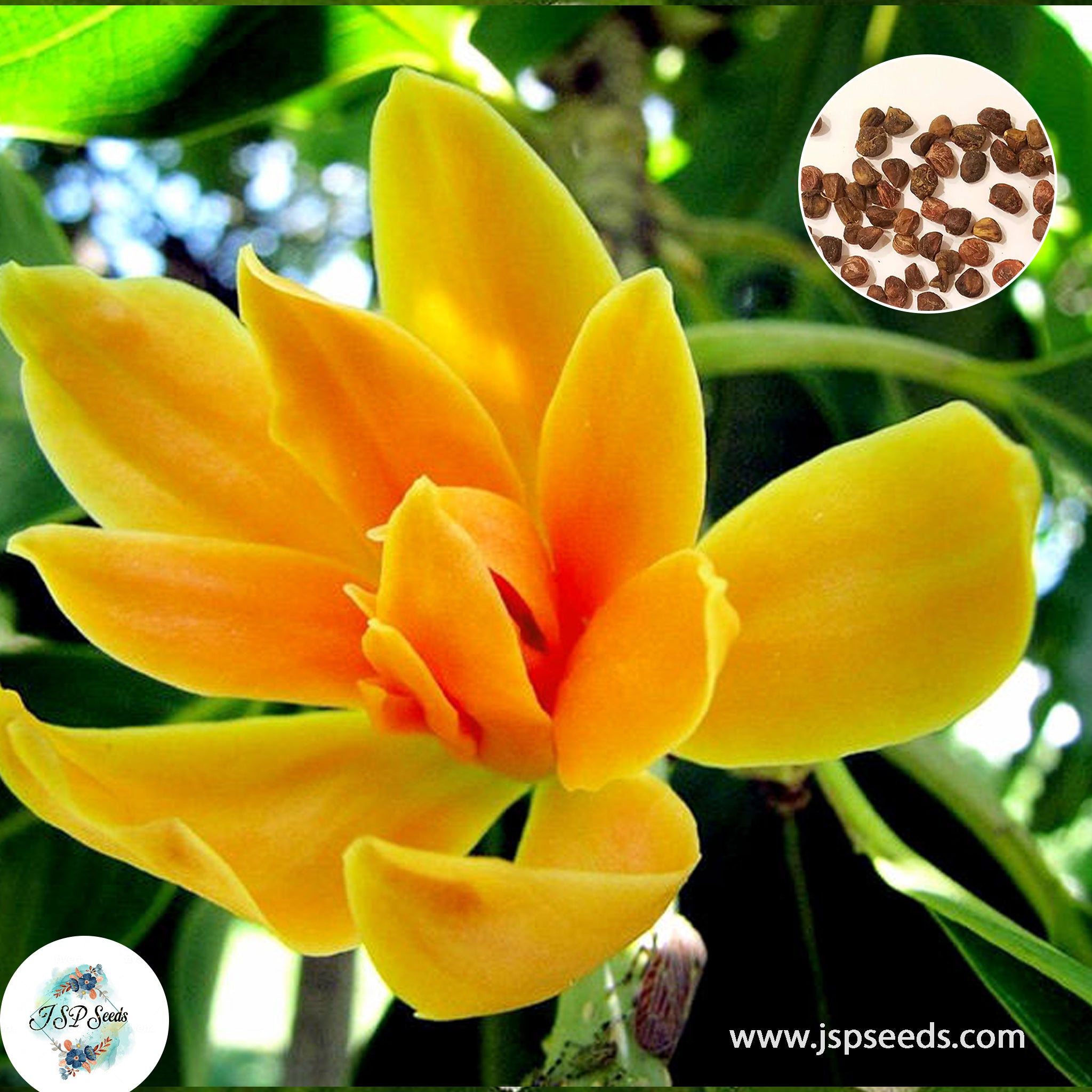 20 Yellow Champak Michelia champaca Michelia champaca L.Conchampa Seeds ...