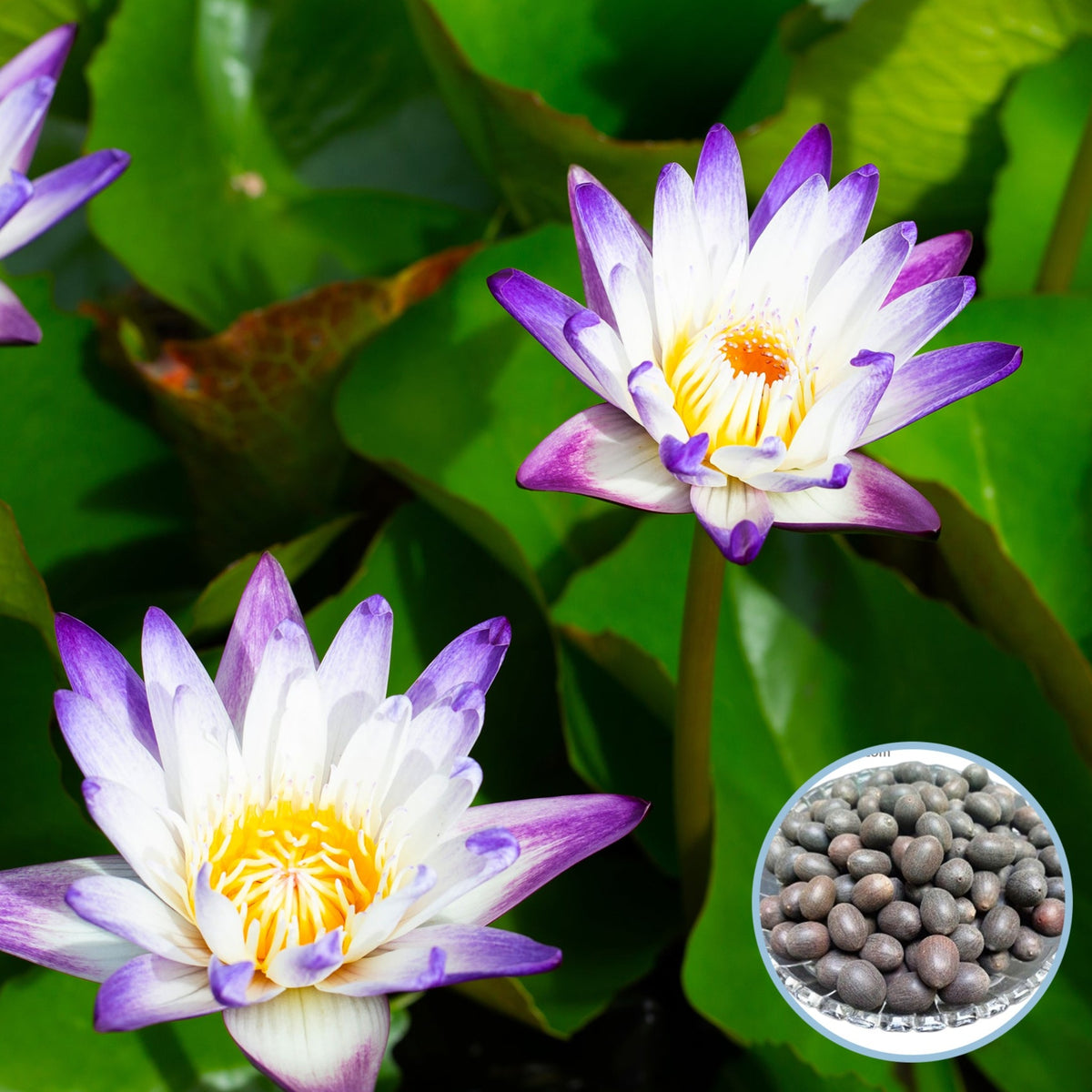 15 Thai Heirloom Lotus flower Bonsai Seeds Water Plants (Original Thai Seeds) 024