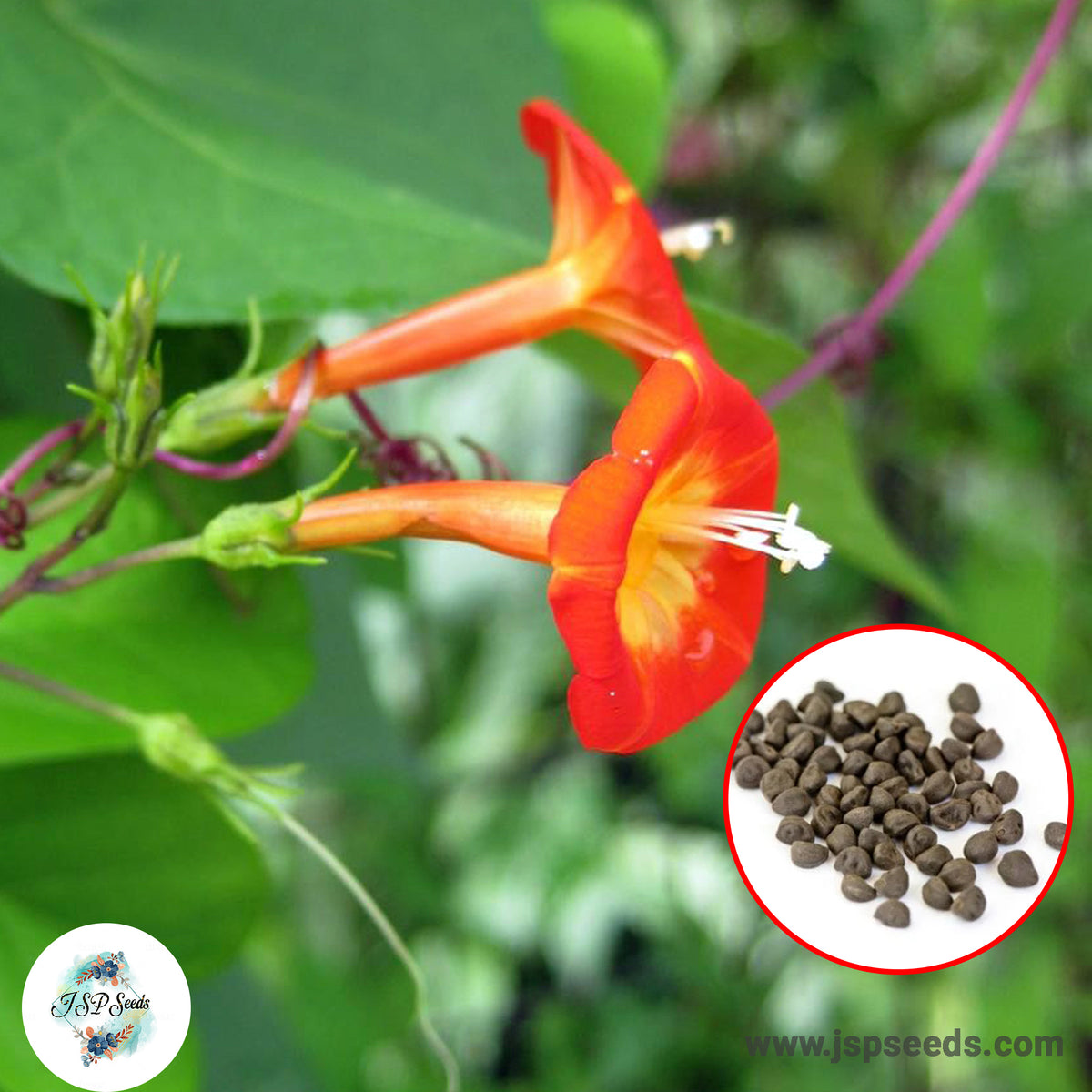 50 Orange Morning Glory Seeds (MORNING GLORY)