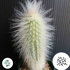 40 Seeds Espostoa sericata Cactus Succulent seeds