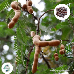 20 Tamarindus Indica Semente Seeds