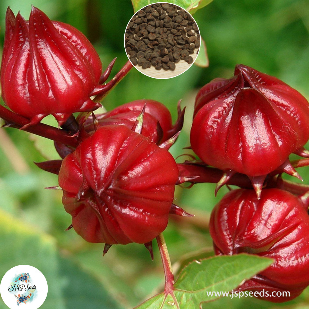 200 Red Roselle Seeds red sorrel, Jamaican sorrel Asian Sour Leaf (Hibiscus sabdariffa)