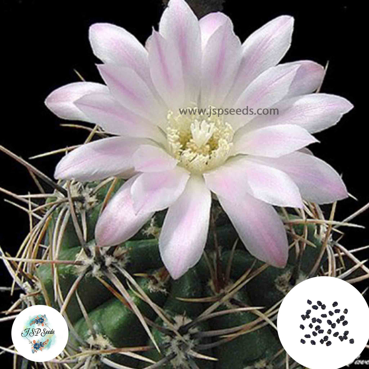 40 Seeds Gymnocalycium achirasense var chacrasense Cactus Succulent seeds