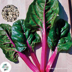 200 Purple Magenta Sunset Swiss Chard Organic Heirloom Seeds (Vegetable) Non Gmo