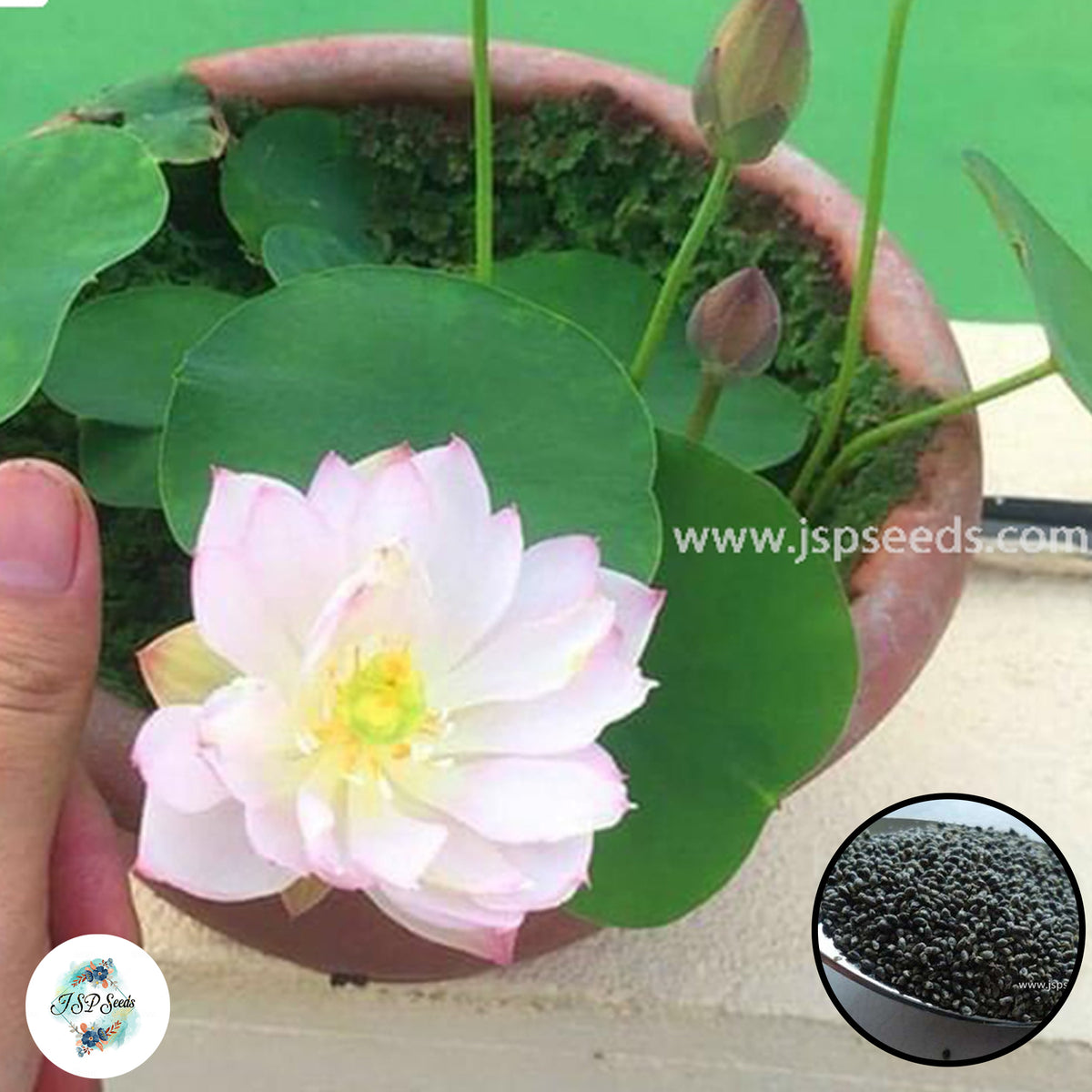 50 Thai Heirloom Mini Lotus Water lily flower Bonsai Seeds Water Plants (Original Thai Seeds) 015