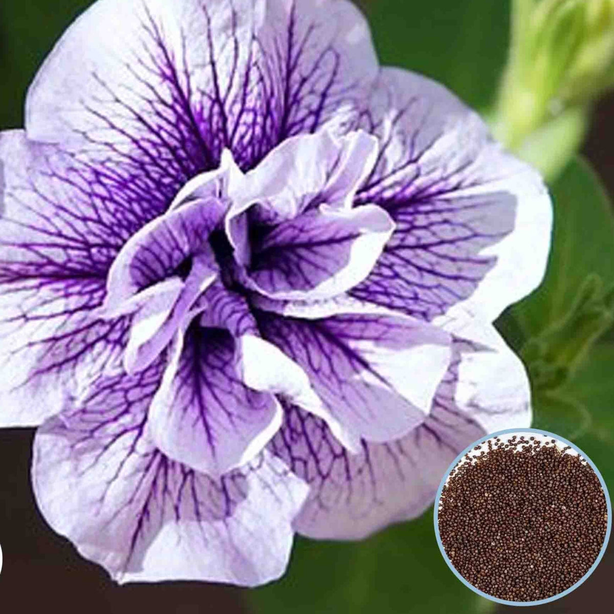 1000 Purple Double Madness Petunia Seeds Grandiflora, Multiflora, Milliflora Perennial Flowers Annual Seeds (Flower)