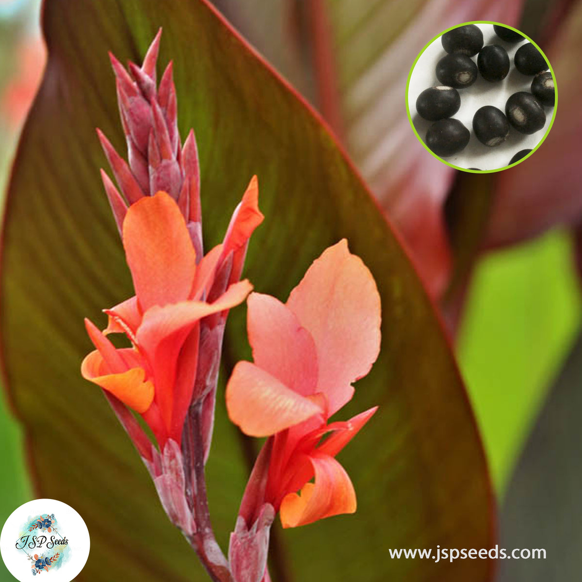 30 Musifolia CANNA LILY Indian Shot Canna Indica Flower Seeds Cannaceae (Asia Flower)