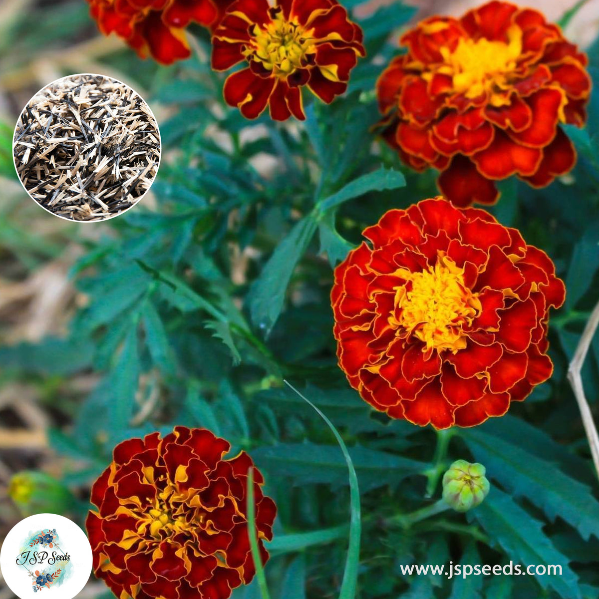 200 Red Cherry French Marigold Double Dwarf Flowers Heirloom Seeds (Asia Flower)