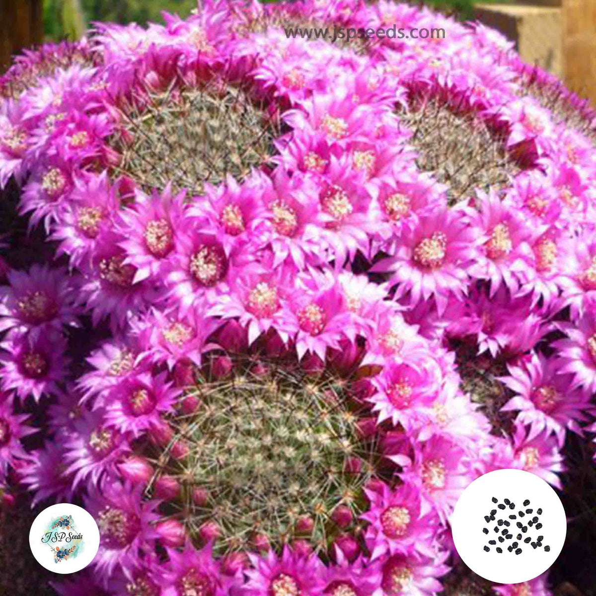 40 Seeds Mammillaria zeilmanniana Cactus Succulent seeds