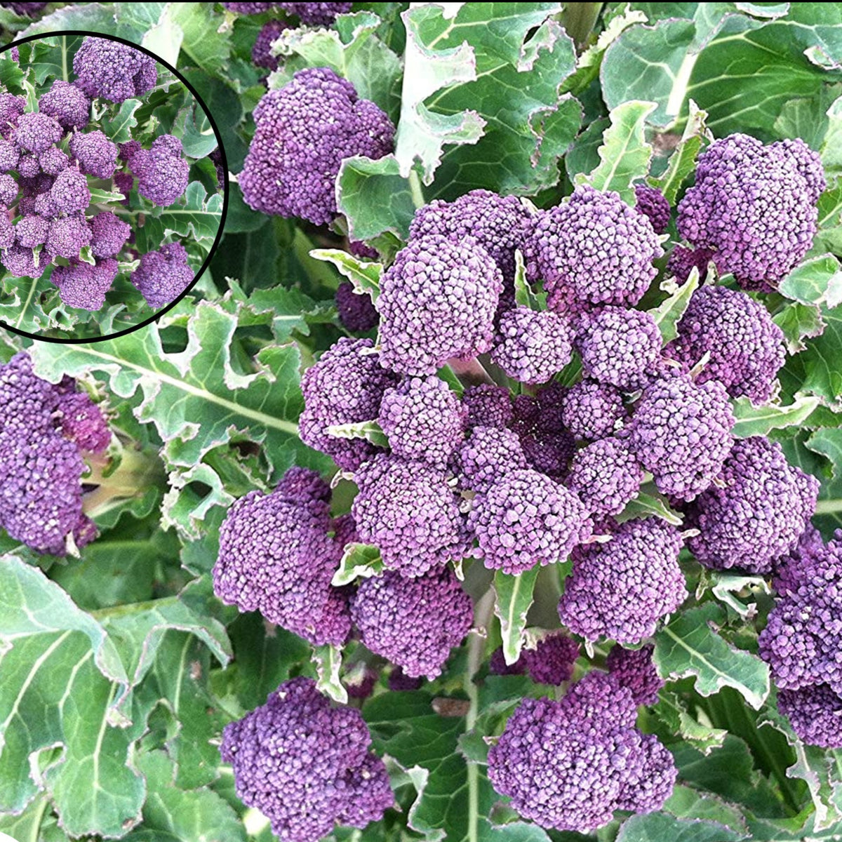 100 Purple Sprouting Broccoli Baby Organic Heirloom Seeds (Vegetable) Non Gmo