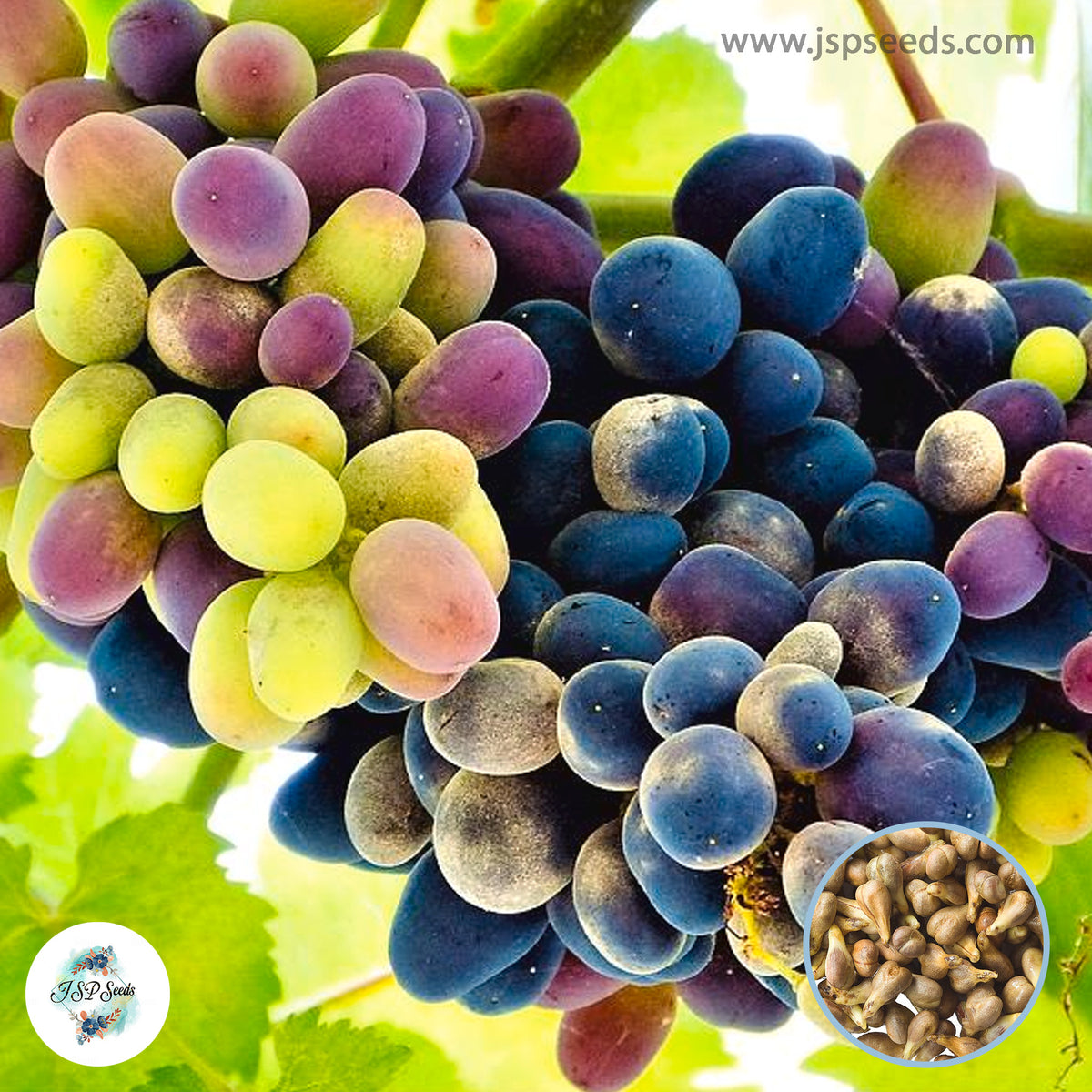 30 Grape Seeds Multiple Colors Seeds (Asia Fruit)