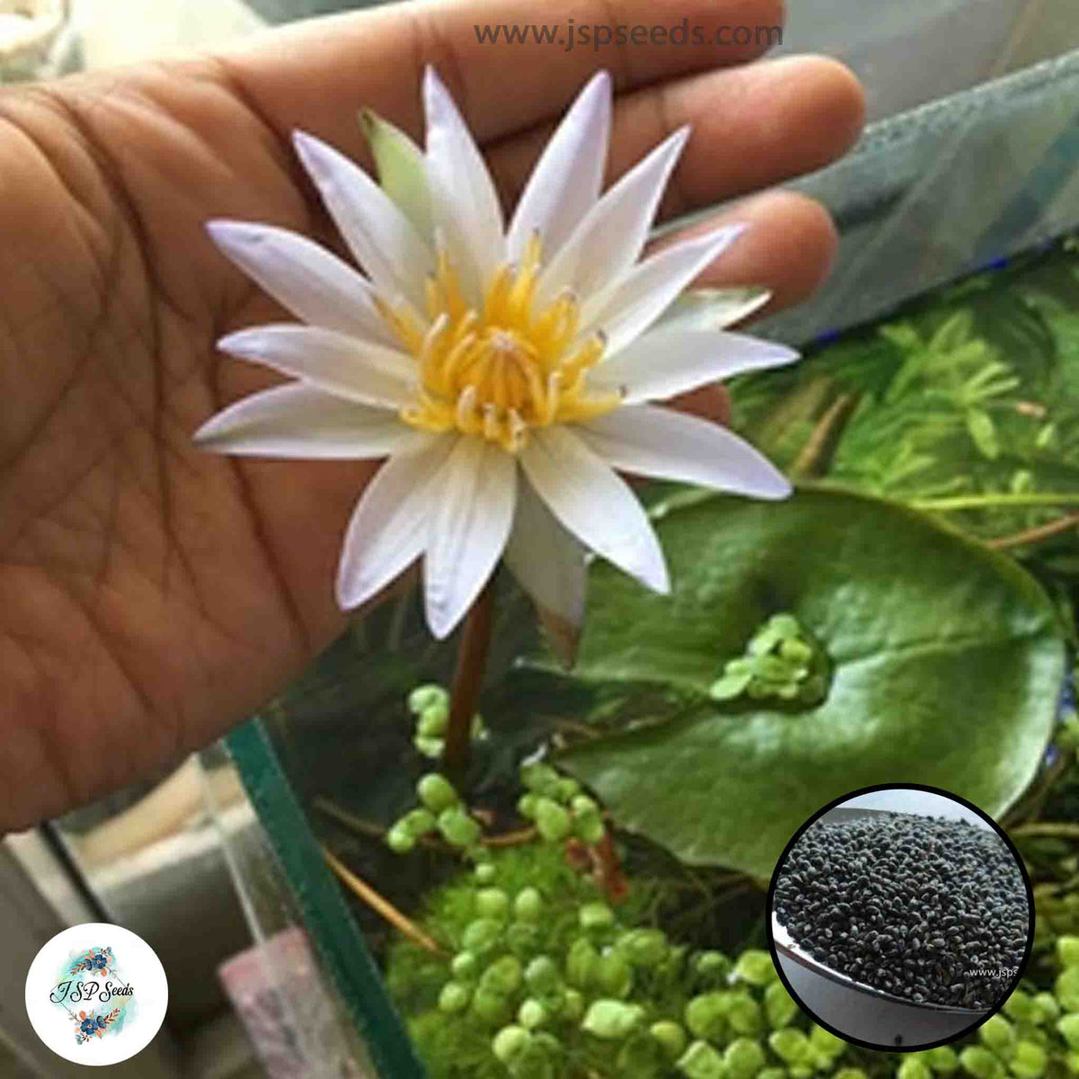 50 Thai Heirloom Mini Lotus Water lily flower Bonsai Seeds Water Plants (Original Thai Seeds) 018