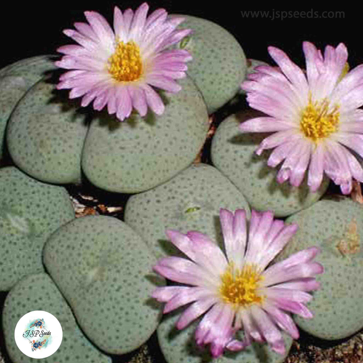 Conophytum jucundum ssp ruschii / 40 seeds