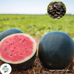 30 Black Diamond Watermelon Seeds Seedless Seeds (Asia Fruit)