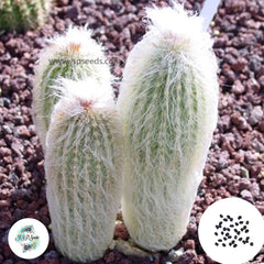 40 Seeds Espostoa nana Cactus Succulent seeds