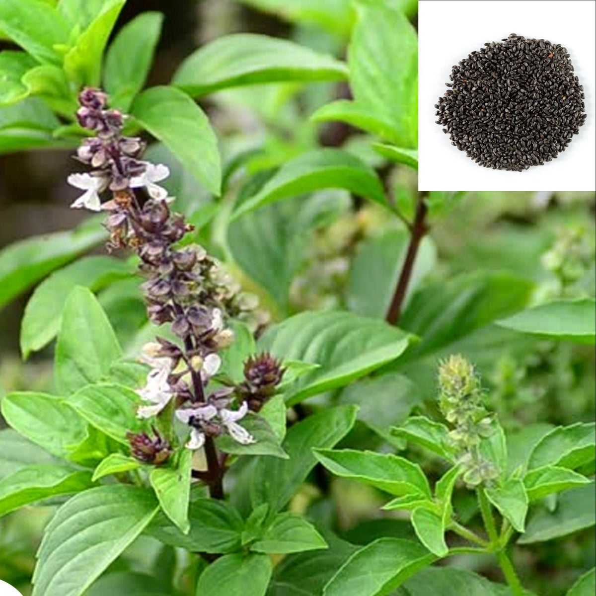 1000 Sweet Basil Thai basil Ocimum basilicum Linn Seeds