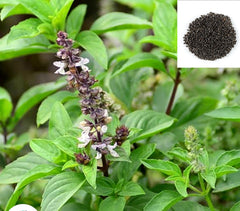 1000 Sweet basil Thai basil  Ocimum basilicum Linn Seeds (Asia Vegetable)