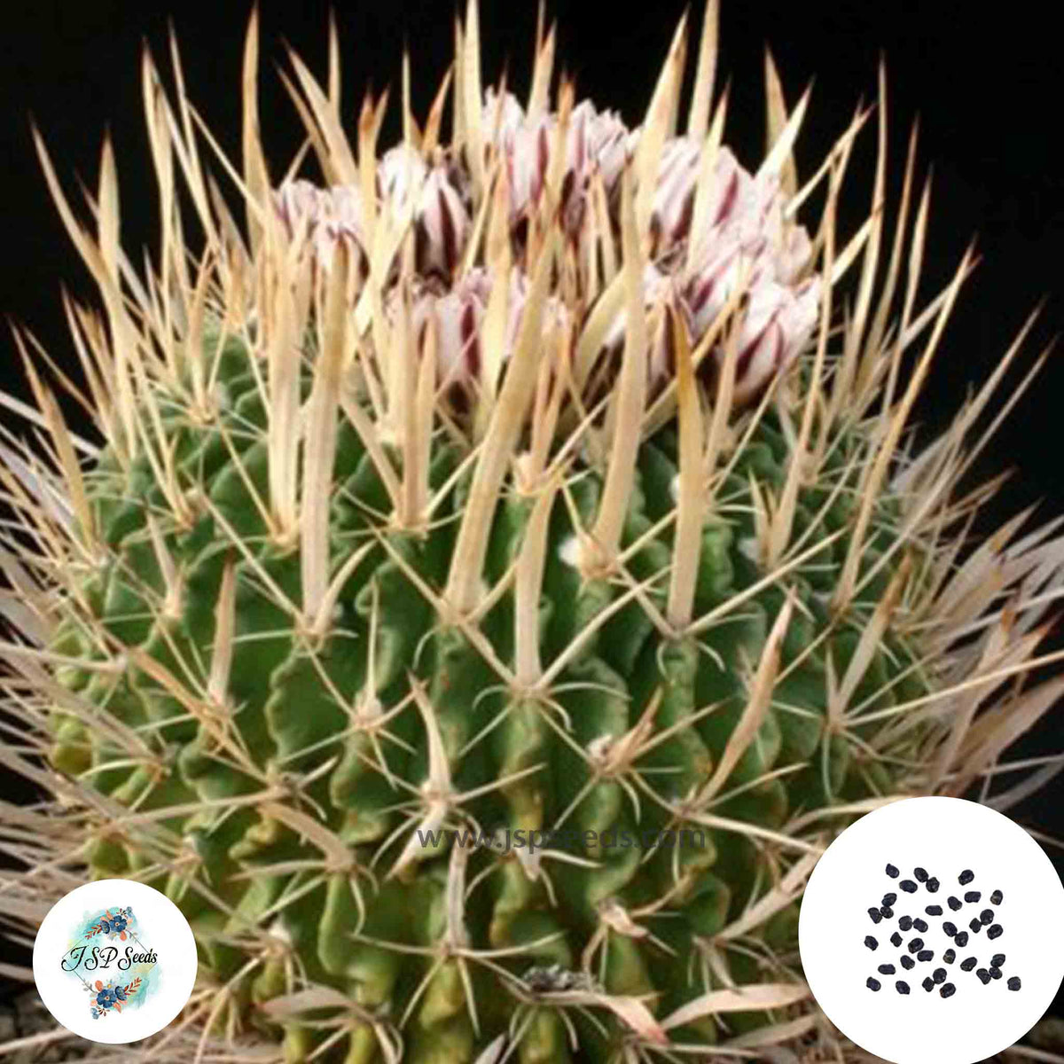 40 Seeds Echinofossulocactus lamellosus Cactus Succulent seeds