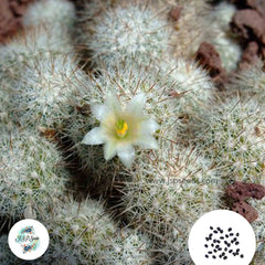 40 Seeds Mammillaria pacifica Cactus Succulent seeds