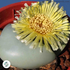 Argyroderma crateriforme / 40 seeds per pack
