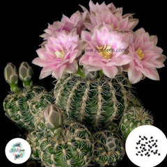 40 Seeds Gymnocalycium bruchii var Cactus Succulent seeds