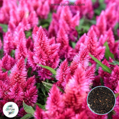 200 Pink Fire Celosia Seeds Celosia plumosa Annual Blooms Flowering Seeds