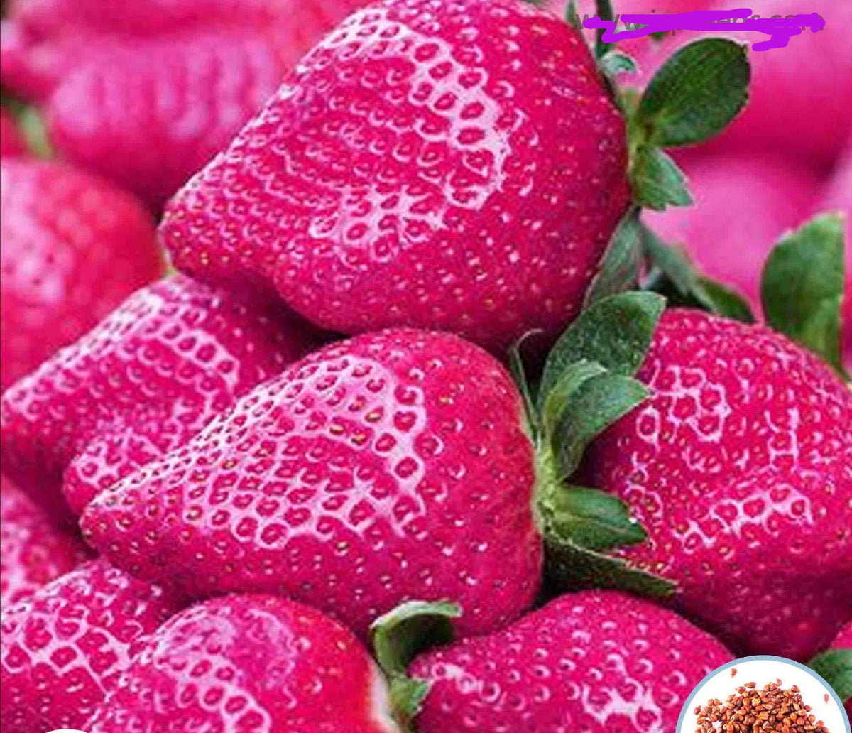 100 Pink Strawberry Bonsai Potted Garden Courtyard Fruit Plants Seeds