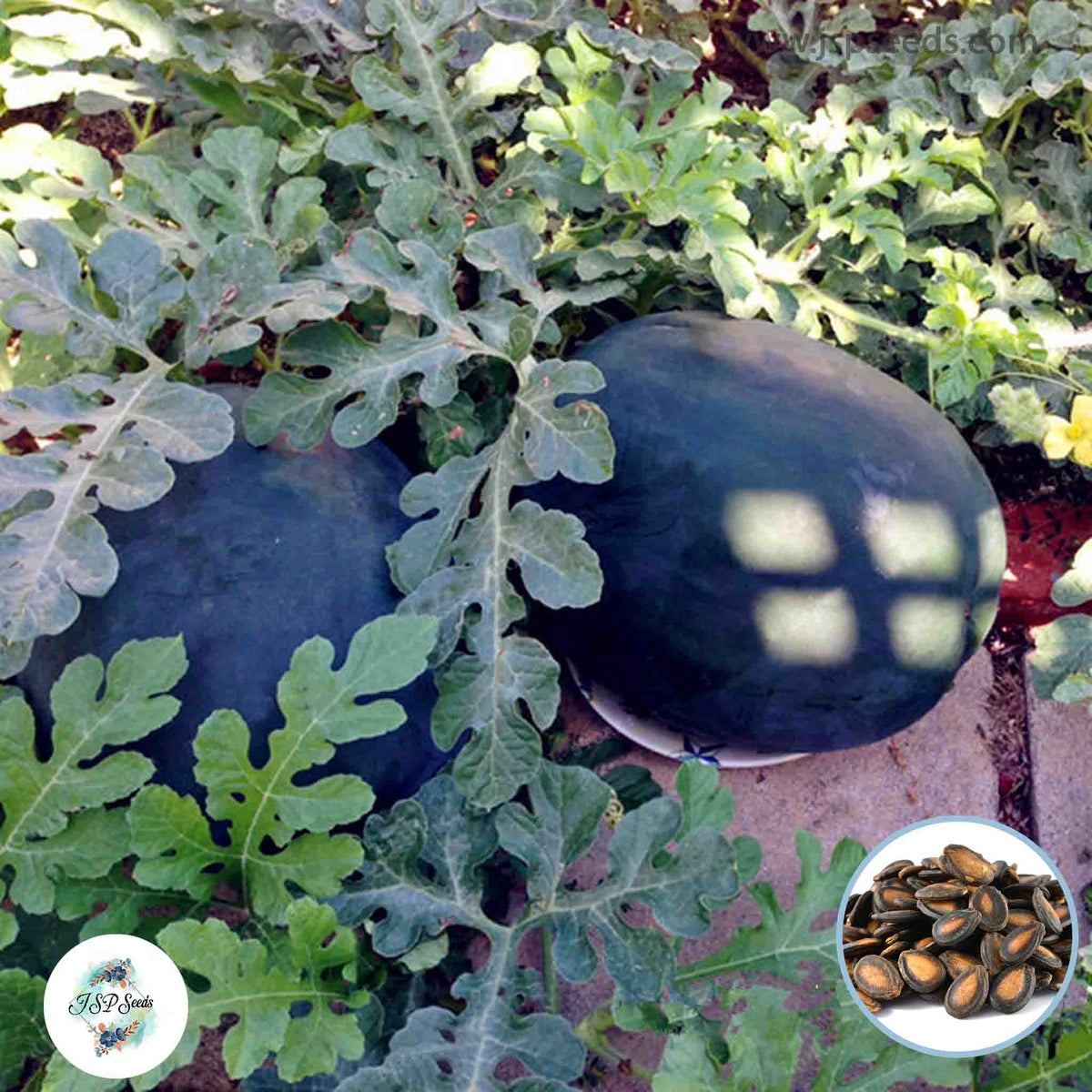 50 Giant Watermelon Bonsai Black King Super Sweet Home Gardening Seeds (Asia Fruit)