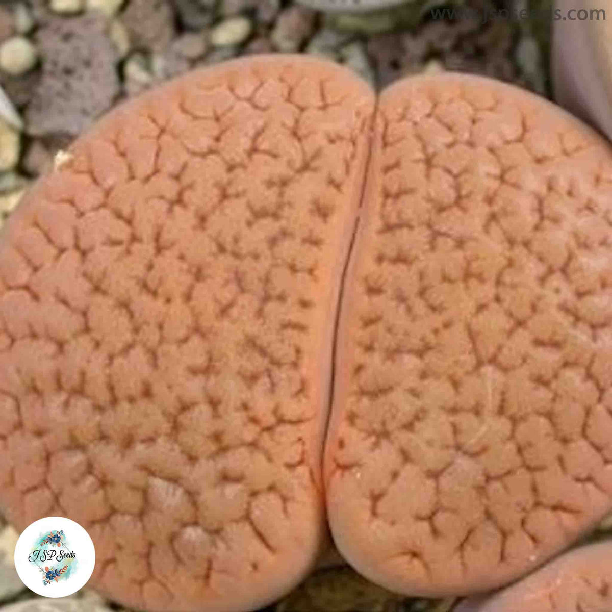 Lithops hookeri C336 (vermiculate form) / 40 seeds (Living stones)