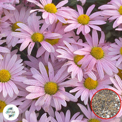 300 Pink Chrysanthemum DAISY Perennial Heirloom Flower Seeds