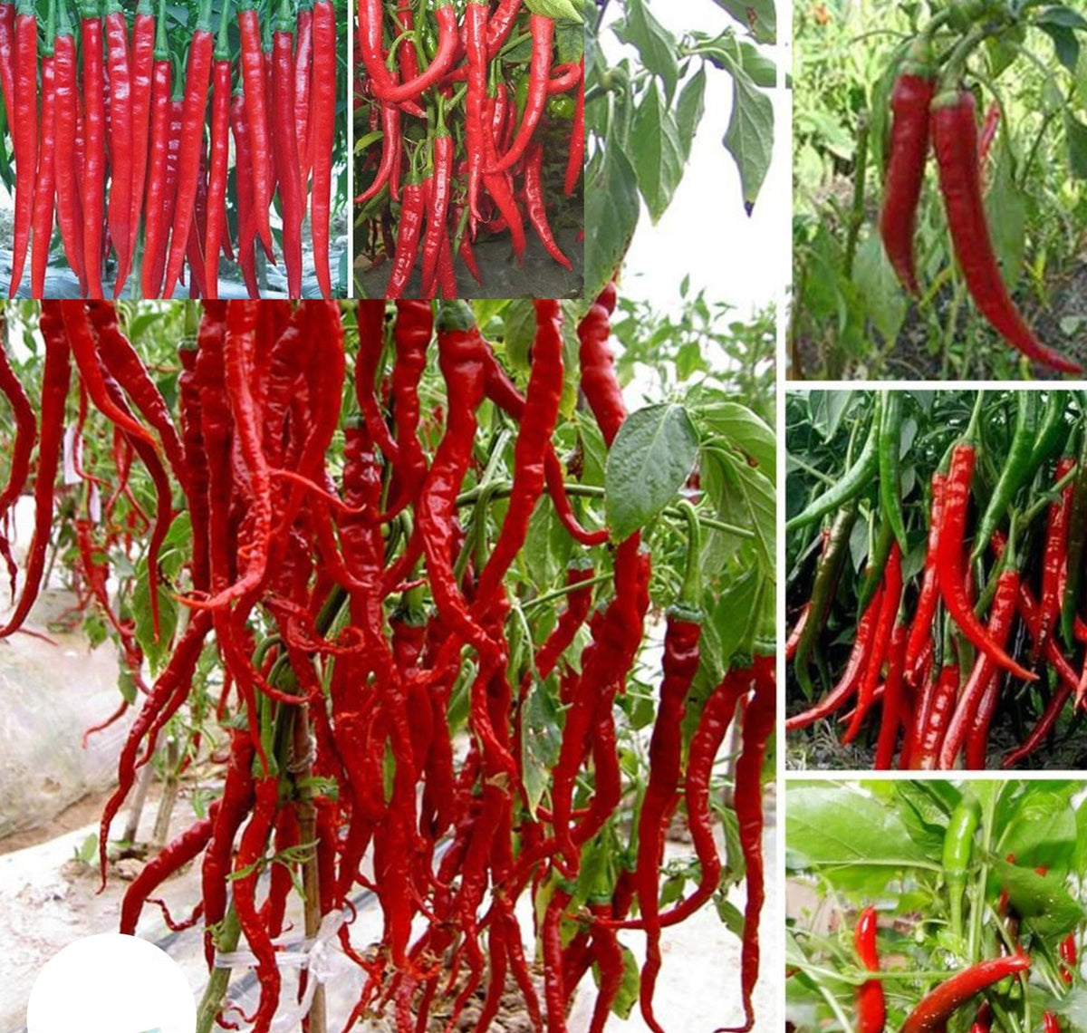 100 Giant Spices Spicy Red Chili Hot Pepper Flores Plants Potted Bonsai Garden Courtyard Balcony Plant Plantas B Seeds