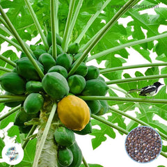 50 Coco Papaya Seeds (Asia Fruit)