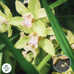 50 Sky Boats Cymbidium Orchid flower Seeds (Flower Garden Potted Plants)Thailand Orchids