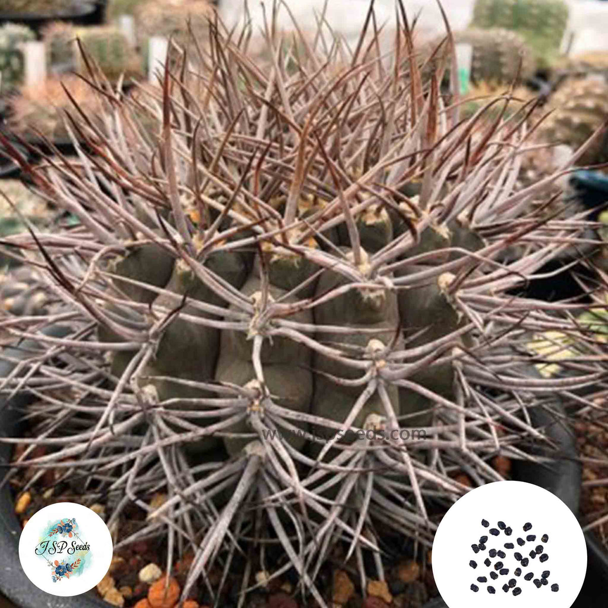 40 Seeds Gymnocalycium mazanense Cactus Succulent seeds