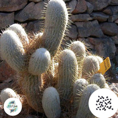 40 Seeds Espostoa churinensis Cactus Succulent seeds