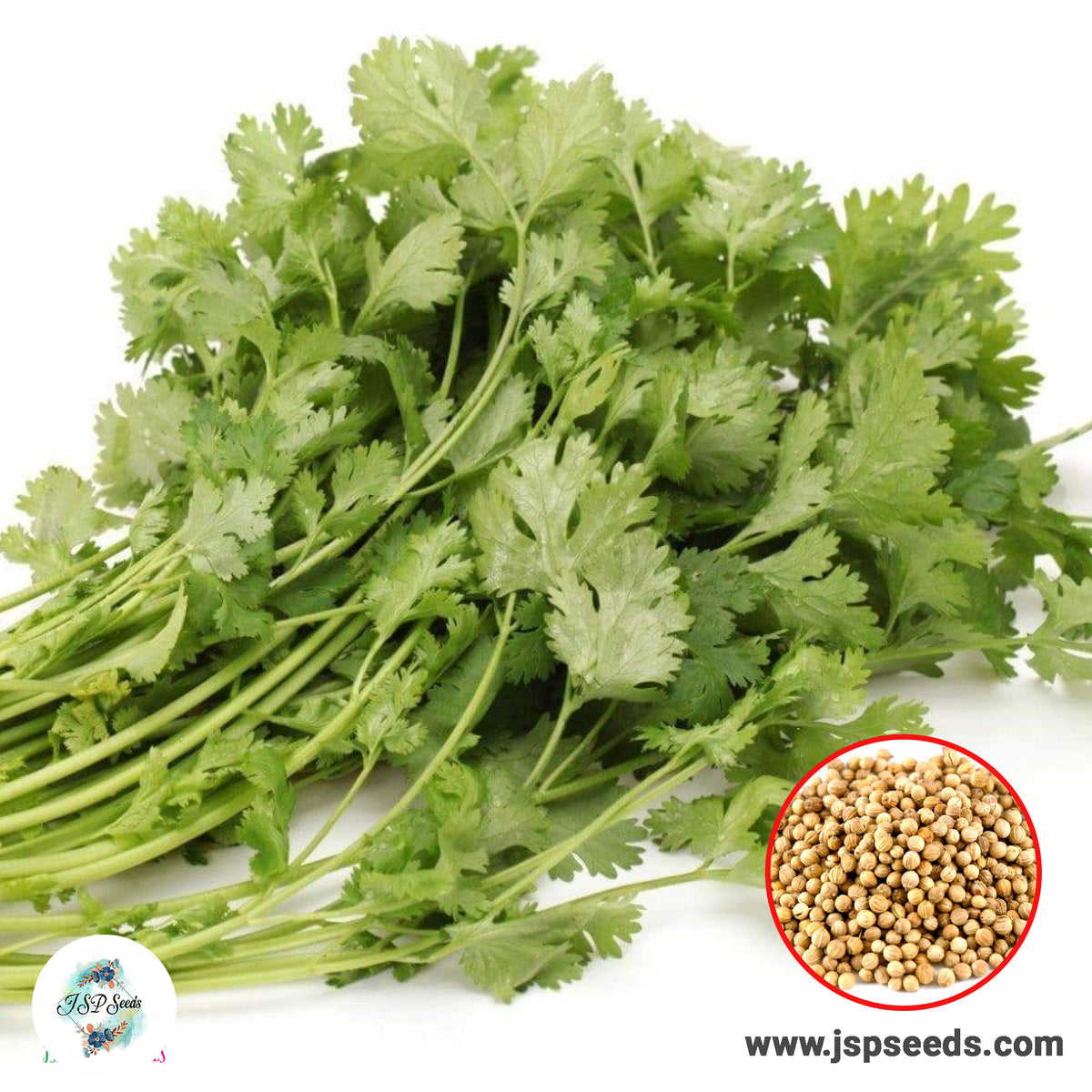 500 Coriander Cilantro Seeds (Asia Vegetable) Leisure Coriander, Oriental Mexican Cuisine