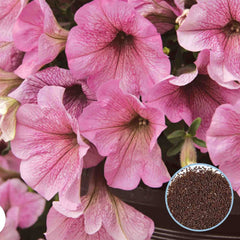 1000 Sliver Vein Success Petunia Seeds Grandiflora, Multiflora, Milliflora Perennial Flowers Annual Seeds (Flower)